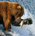 Ведмідь полює на рибу