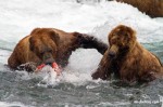 bear-fishing