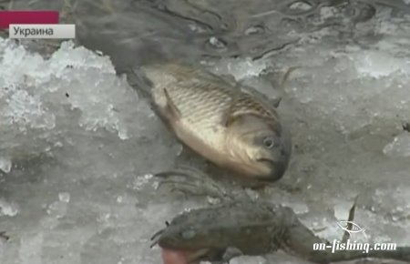 В Україні потрапили в річку токсичні відходи які вбили рибу