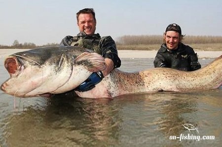 Улов німецьких рибалок - сом 99 кг