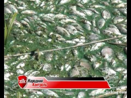 На Добротвірському водосховищі риба загинула через спеку